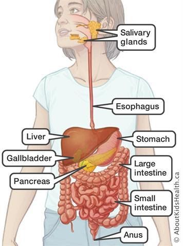 Digestive Tract