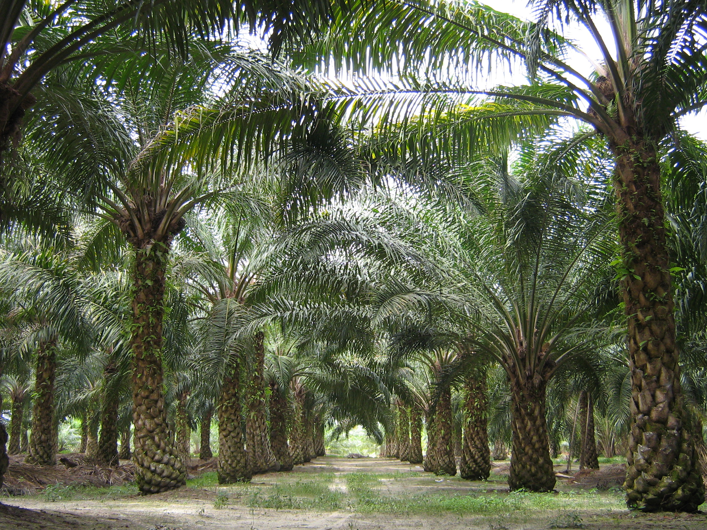 Scarcity of Palm Oil